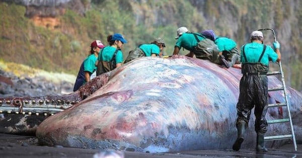 マッコウクジラの腹の中から130億ドン相当の「浮遊金」の塊が発見される