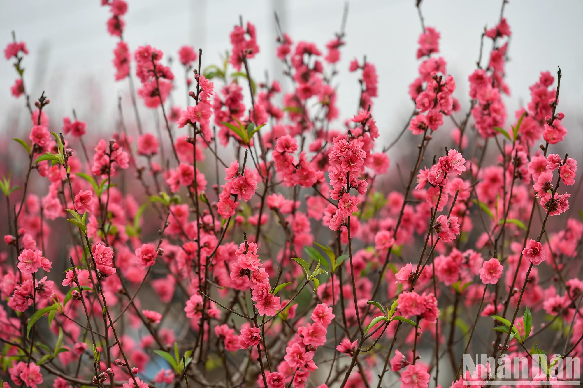 [写真] 旧正月前夜に満開となったニャットタン - プートゥオンの桃の花村 写真4