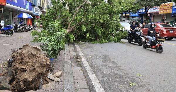 Hà Nội yêu cầu khẩn trương trồng lại cây xanh nghiêng, đổ sau bão