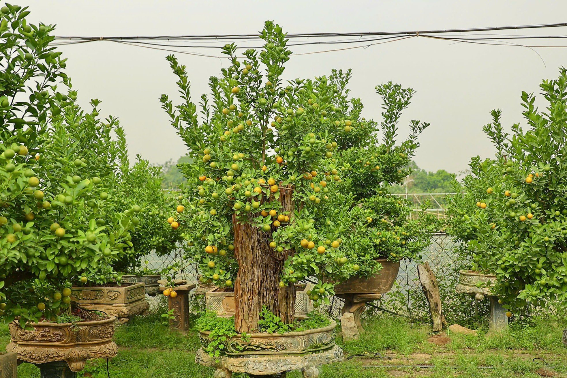 Les kumquats jaunissent, les jardiniers de Tu Lien sont occupés à préparer le Têt, photo 14