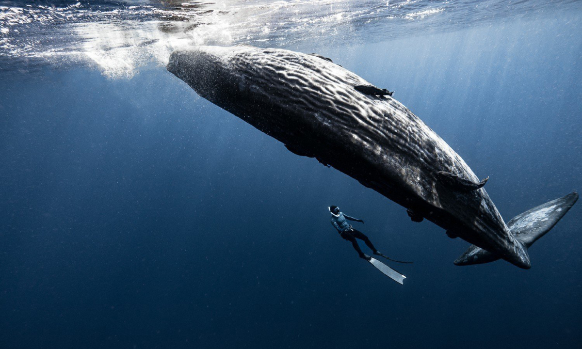 Vietnamese tourists dive with sperm whales under the ocean