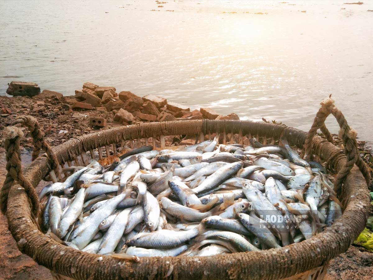 La production de poisson des pêcheurs en mer est achetée par les entreprises pour être transformée à de bons prix. Photo : Luong Ha