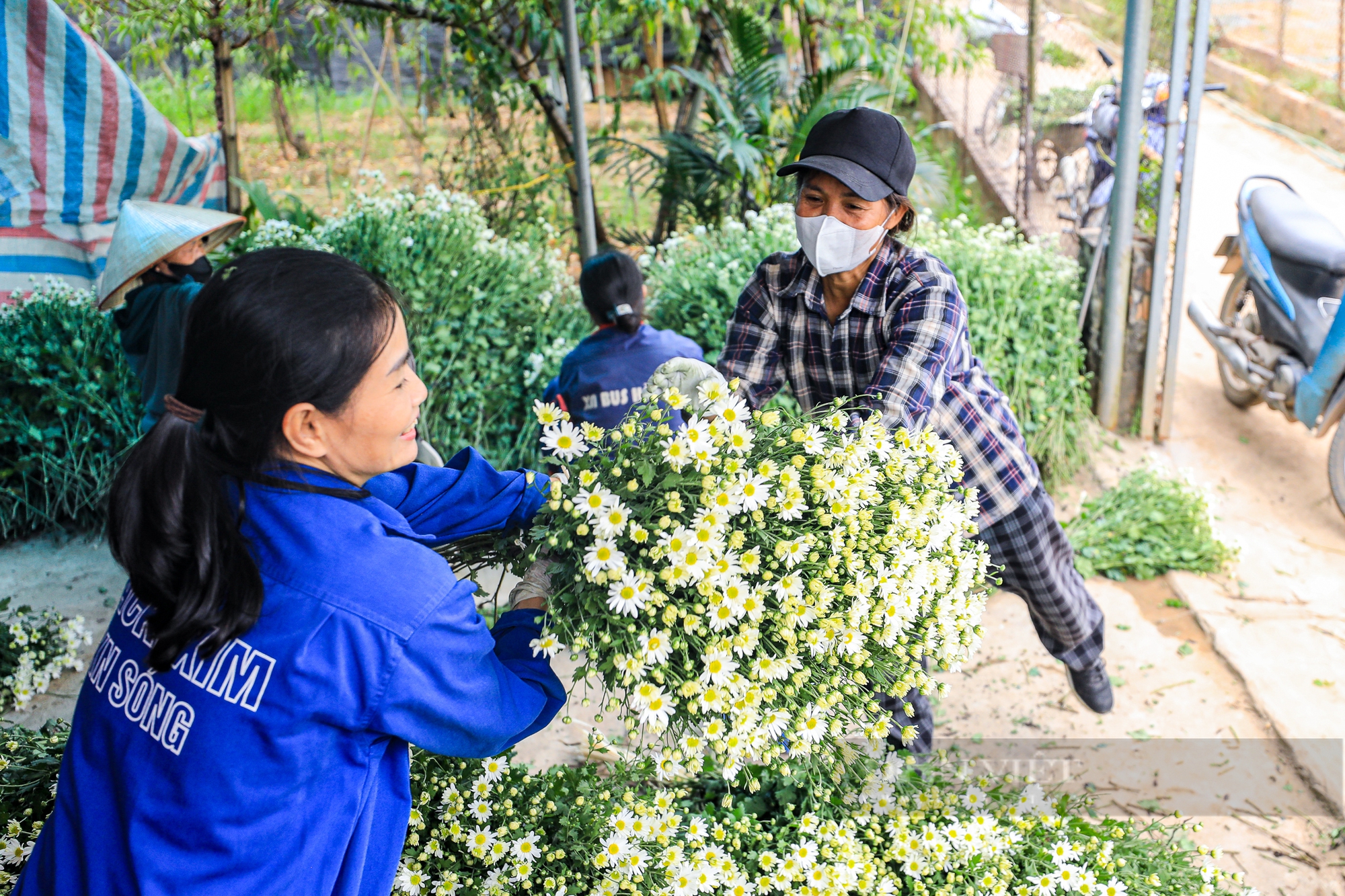 Vườn cúc họa mi sót lại sau bão bung nở, người dân vỡ òa cảm xúc - Ảnh 8.