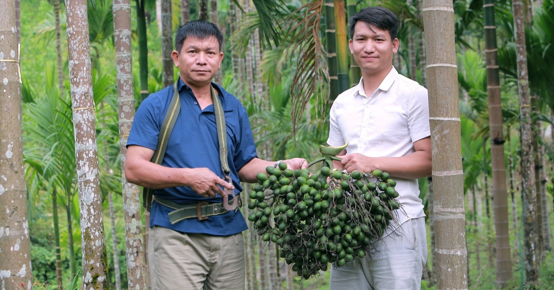 Giá cau cao kỷ lục, lão nông lắp chục 'mắt thần' phòng trộm