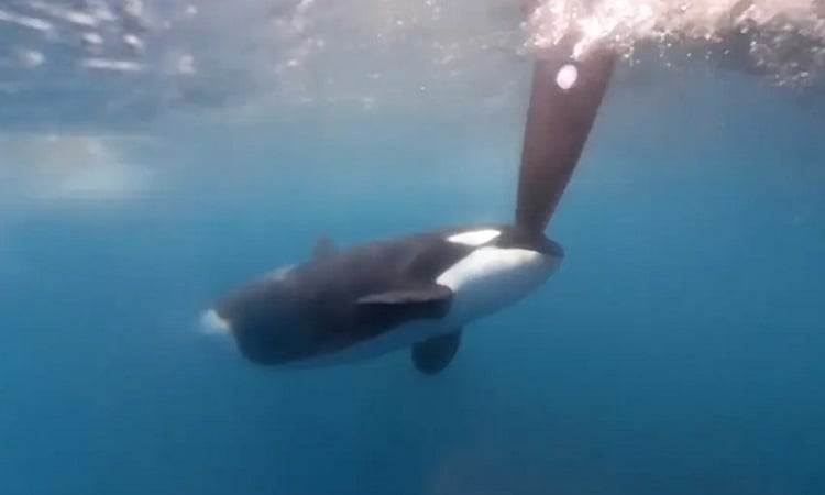 Orcas atacan a dos barcos de carreras frente a Gibraltar