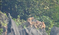 Dos raros grupos de monos aparecen en el área de conservación del langur de mejillas blancas