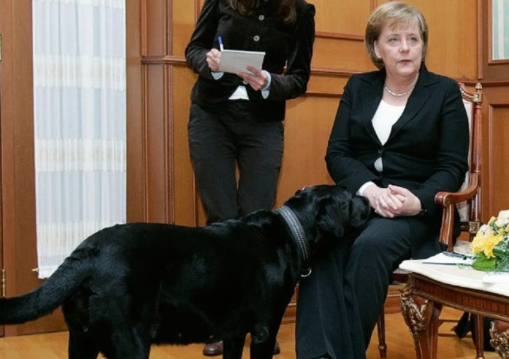 Putins Hund Koni ist Merkel unangenehm. (Foto: Getty Images)