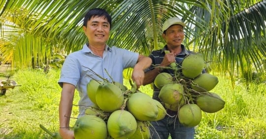 Después de 6 años de mejorar tierras estériles, el huerto de cocos orgánicos ahora luce un verde exuberante