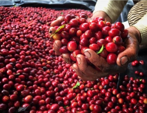 Les prix du café en bénéficient