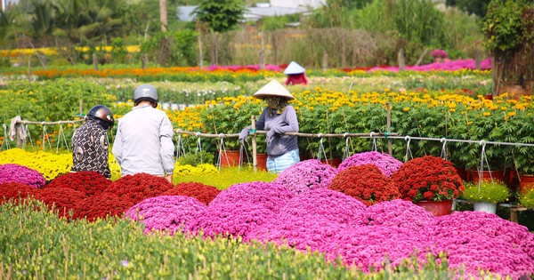 The hundred-year-old flower village in Can Tho is brilliantly beautiful near Tet