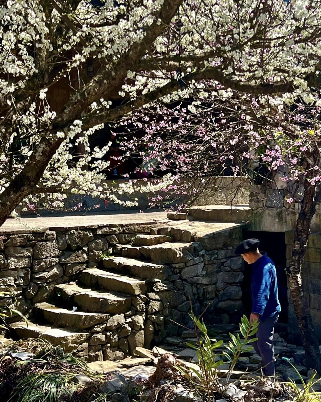 Wenn Touristen im Dorf Lao Xa übernachten möchten, können sie zum Lao Xa Ancient House Homestay H'Mong gehen, um die H'Mong-Kultur kennenzulernen und das Gelände und die Architektur ihres traditionellen alten Hauses zu erkunden. Foto von : Cong Troc