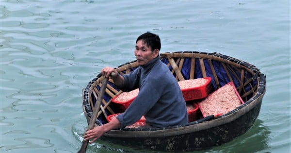 5-7 hours at sea, Ha Tinh fishermen earn tens of millions of dong thanks to a big catch of shrimp