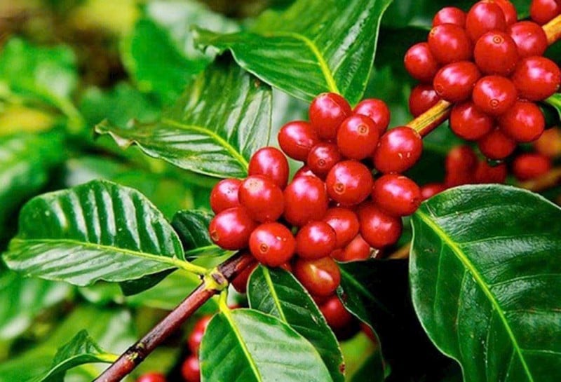 China reduces coffee imports from Vietnam