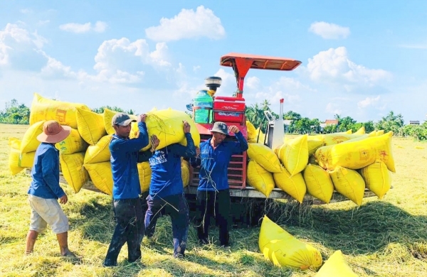 Gạo biến động nhẹ, lúa tươi tiếp đà tăng giá