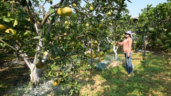 Growing Dien grapefruit organically: Young trees, healthy people