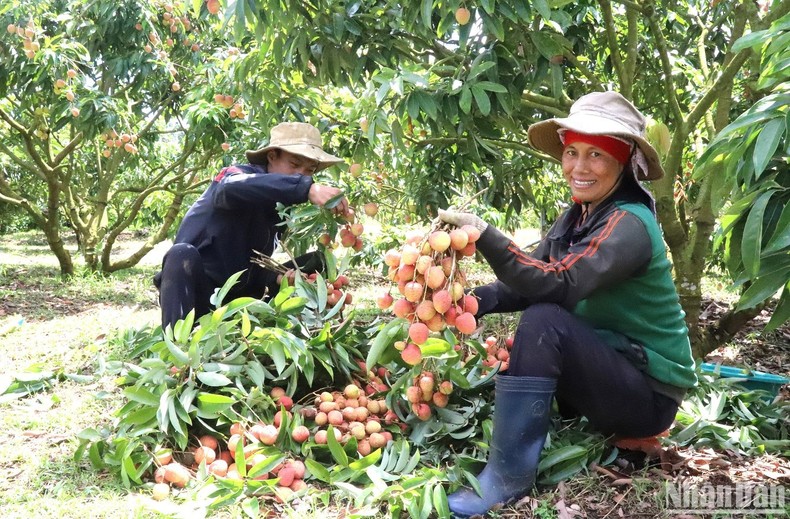 [Photo] Lychee harvest season in the Central Highlands photo 6