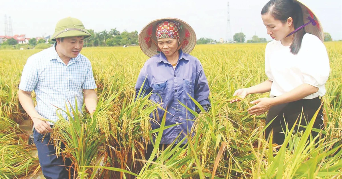 Khắc phục hậu quả bão số 3 và mưa lũ: Tái thiết và phục hồi sản xuất nông nghiệp