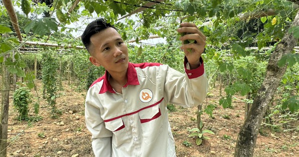 En cultivant des plantes médicinales, l'ingénieur industriel Tay de Thai Nguyen aide de nombreuses personnes à avoir un revenu stable.