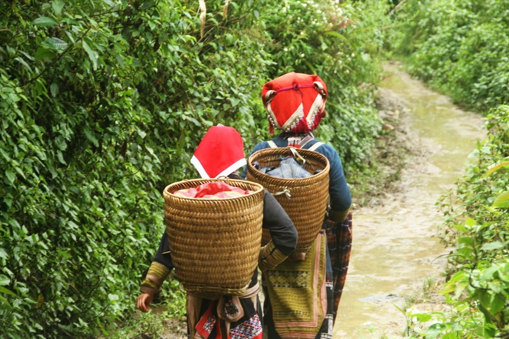 ជនជាតិ Dao ក្រហមទៅវាលស្រែ។ រូបថត៖ Khue Viet Truong