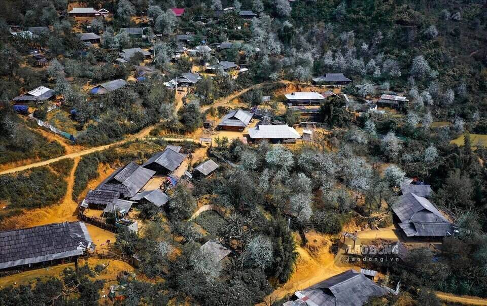 These days, on all the hillsides of Nam Nghep village, Ngoc Chien commune, Muong La district, Son La province, hawthorn trees are blooming brightly throughout the forests. Photo: Tuan Vu