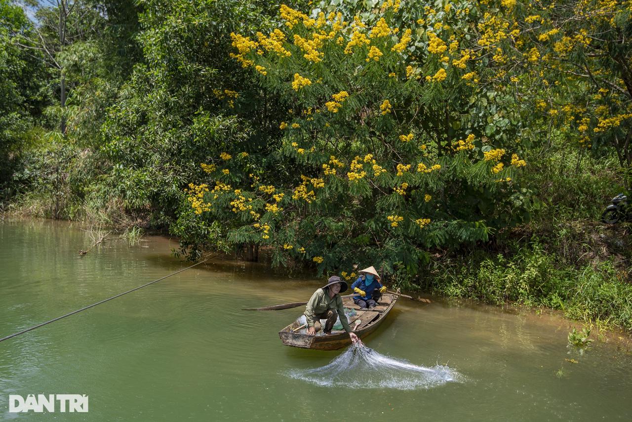 Hoa phượng vàng nở rộ hai bên cầu treo ở Đắk Nông - 5