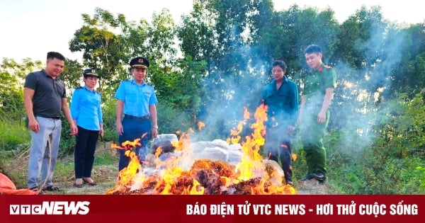 Thanh Hoa destruye más de media tonelada de brotes de bambú secos de origen desconocido