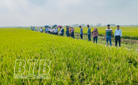 Cambiando la mentalidad de la producción de arroz