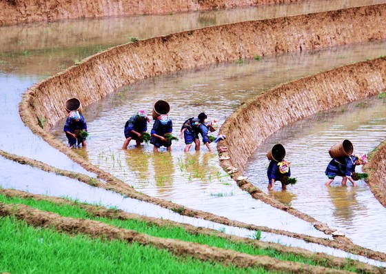 Vĩnh biệt NSNA Hoàng Thạch Vân ảnh 3