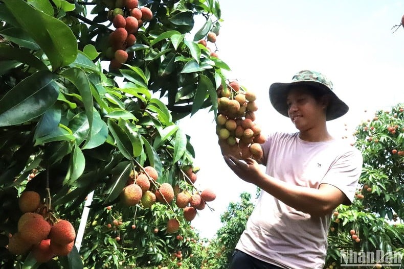 [Photo] Lychee harvest season in the Central Highlands photo 5