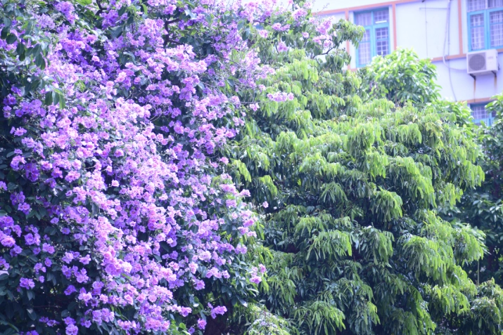 Purple Lagerstroemia