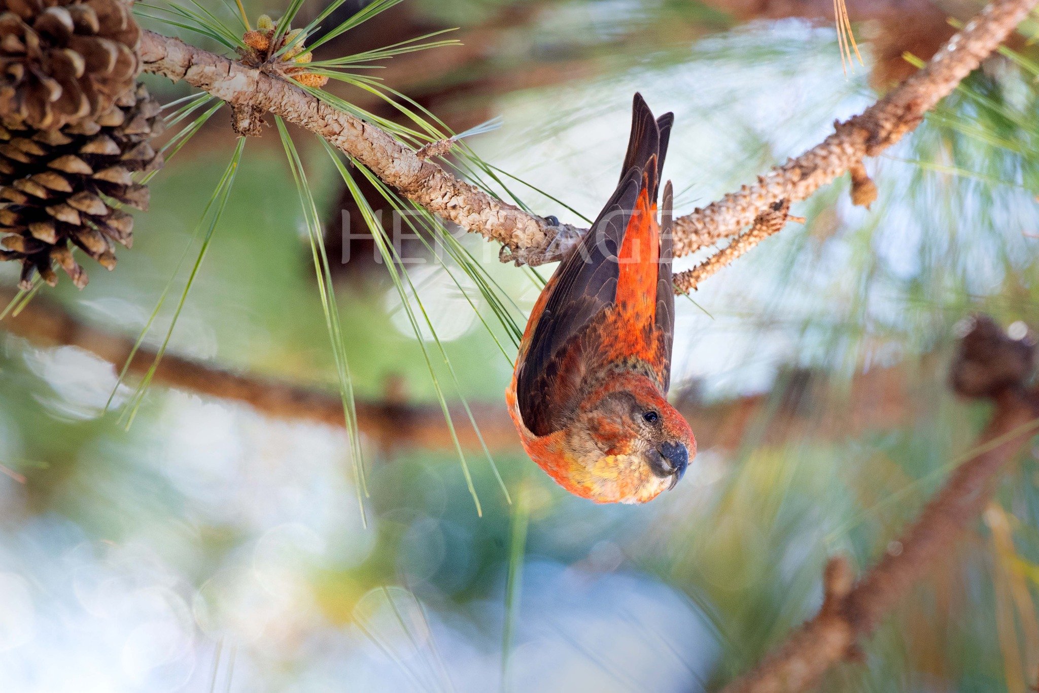 Vietnam: “La buena tierra atrae a los pájaros”