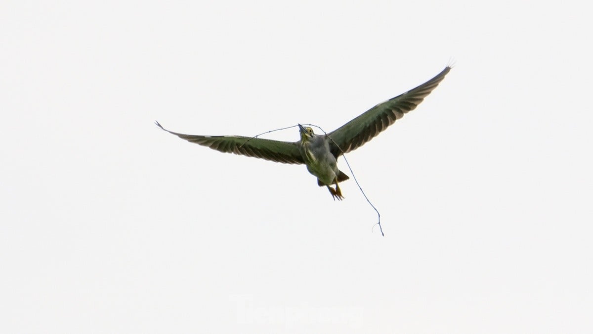 Les touristes apprécient de voir des volées d'oiseaux nicher naturellement au lac Hoan Kiem, photo 3