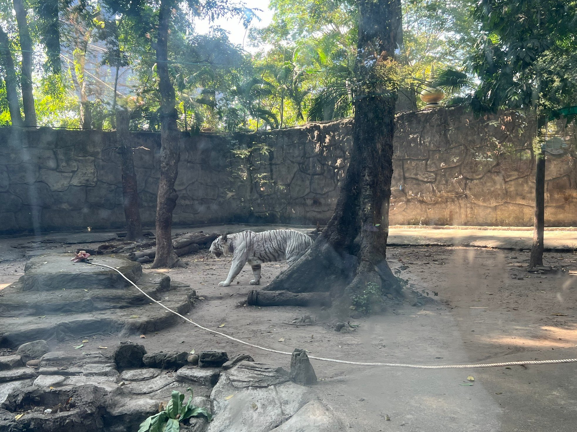 5 starke junge Männer beim Tauziehen mit einem Tiger im Zoo Foto 3