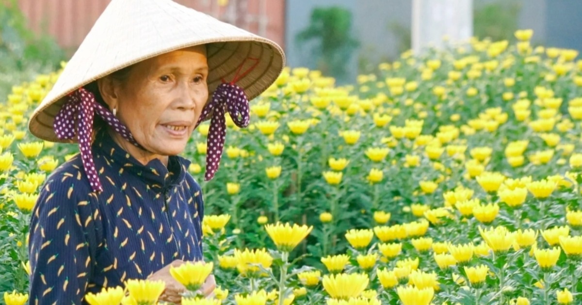 Los jardineros revelan la razón por la que "prefieren destruir que vender baratas" las flores del Tet