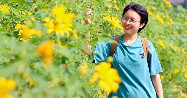 Los girasoles silvestres "cubren de oro las afueras de Hanoi", los turistas compiten por escalar montañas para atraparlos