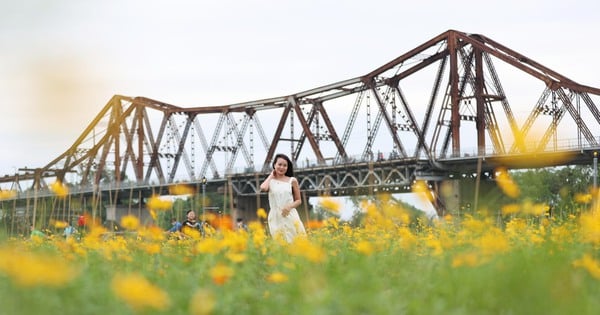 Hermoso "bosque de flores" de crisantemos bajo el puente Long Bien, los jóvenes acuden en masa para registrarse