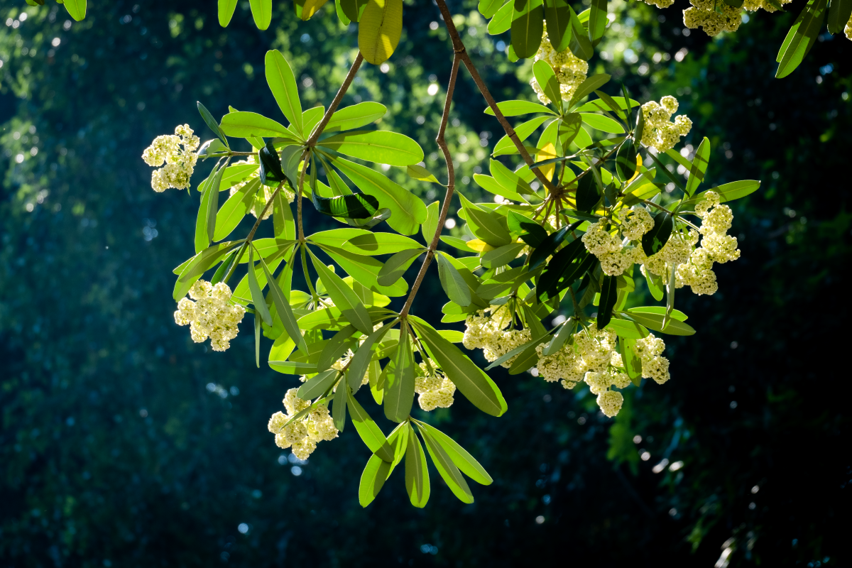 Milchblumen blühen leidenschaftlich im Herbst in Hanoi