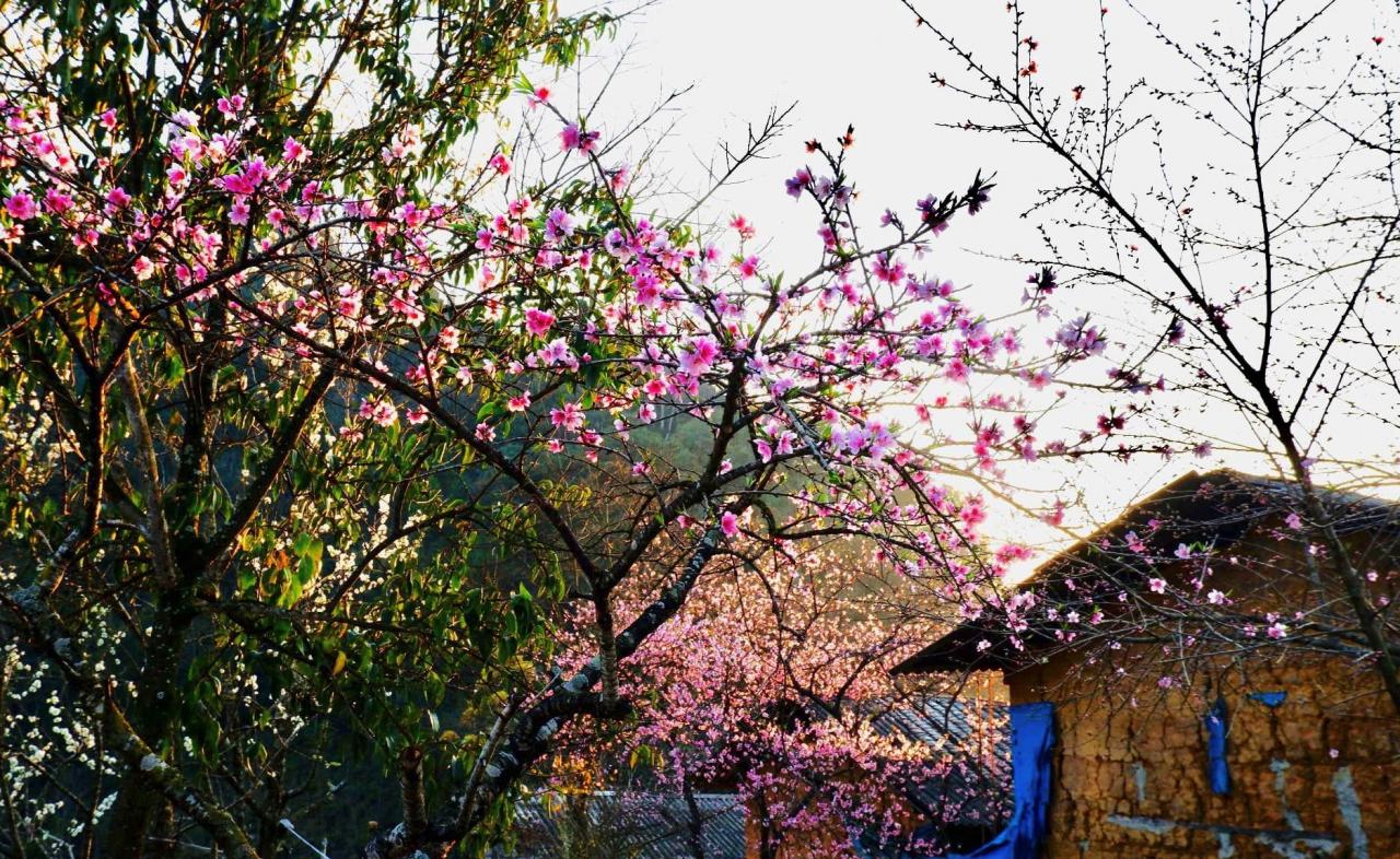 Laut Herrn Giang A Phon (richtiger Name Nguyen Van Trai), einem langjährigen Tourismusmitarbeiter in Ha Giang, ist Lao Xa das Dorf mit den frühesten Pfirsichblüten und zieht viele Besucher an. Foto von : Giang A Phon