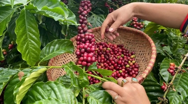 Coffee exports need to consider the 'long term'