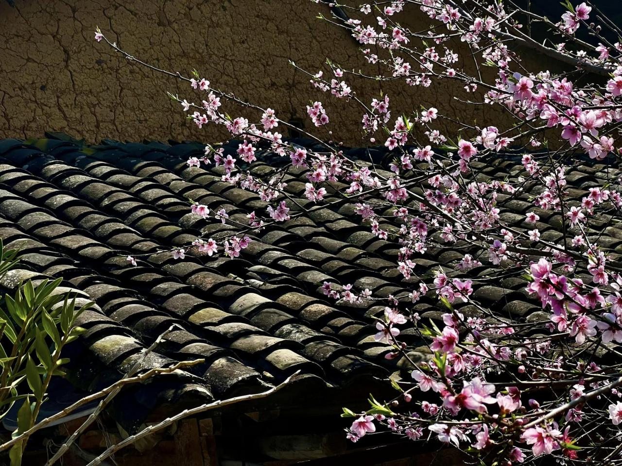 Pfirsichblüten blühen neben dem mit Yin-Yang-Ziegeln verzierten Dach eines alten Hmong-Hauses, ein typisches Bild eines friedlichen Frühlings, dem jedoch die leuchtenden Farben der felsigen Region nicht fehlen. Foto von : Cong Troc