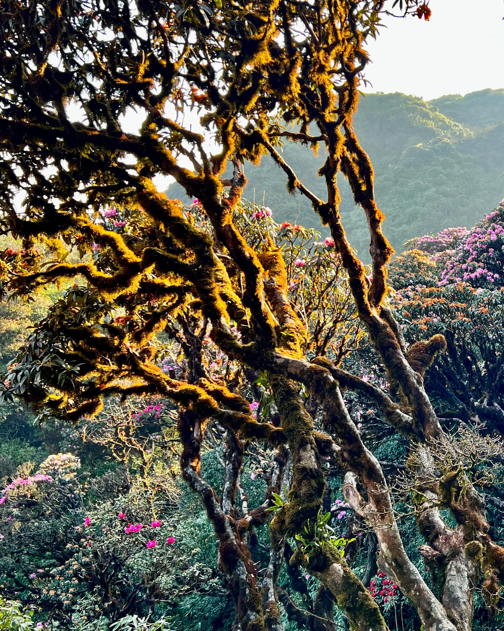 Le point culminant est l'ancienne zone forestière de rhododendrons, dont chaque tronc d'arbre est plus grand qu'un corps humain, recouvert de mousse de la racine à la pointe, créant une beauté captivante qui captive les visiteurs errants.