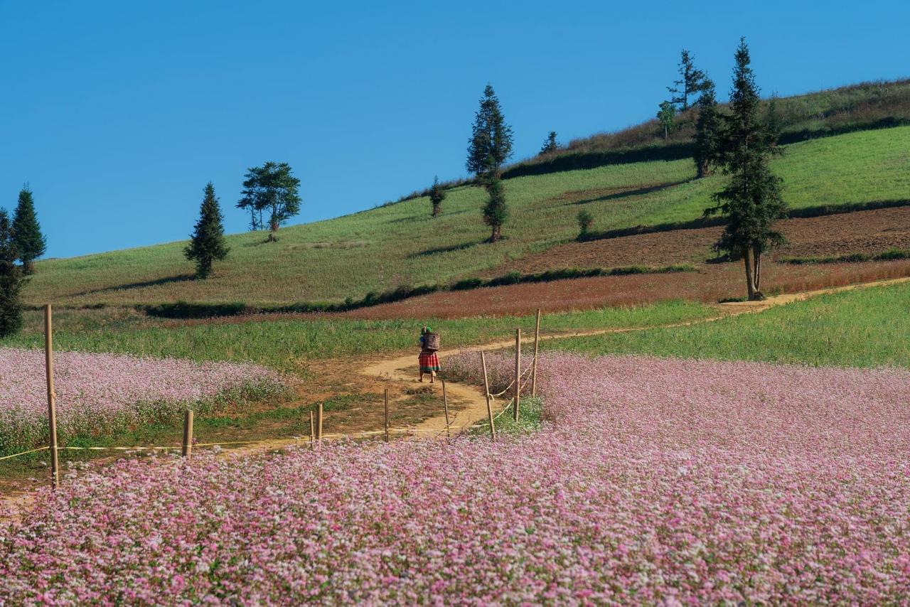 Les fleurs de sarrasin sont devenues un point fort, attirant chaque année un grand nombre de touristes à Ha Giang, en particulier des jeunes passionnés de découverte.