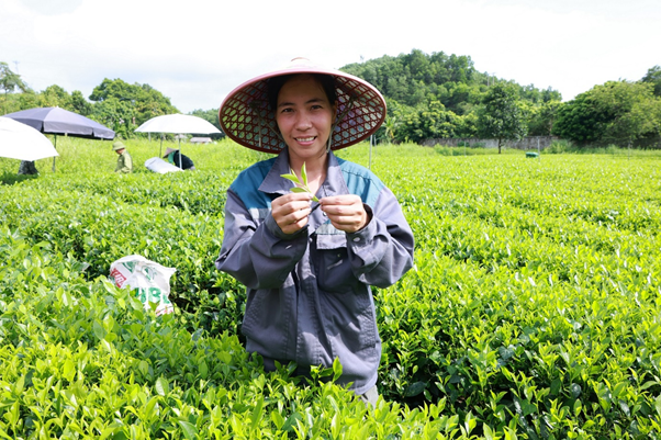 Chị Bùi Thị Thảo (ấp Ao Rôm 1, xã Khe Mo, huyện Đồng Hỷ, tỉnh Thái Nguyên) tự hào khi vườn chè của gia đình được sử dụng để sản xuất sản phẩm Trà Xanh Không Độ nổi tiếng và tạo nên thu nhập ổn định nuôi sống cả gia đình nhiều thế hệ