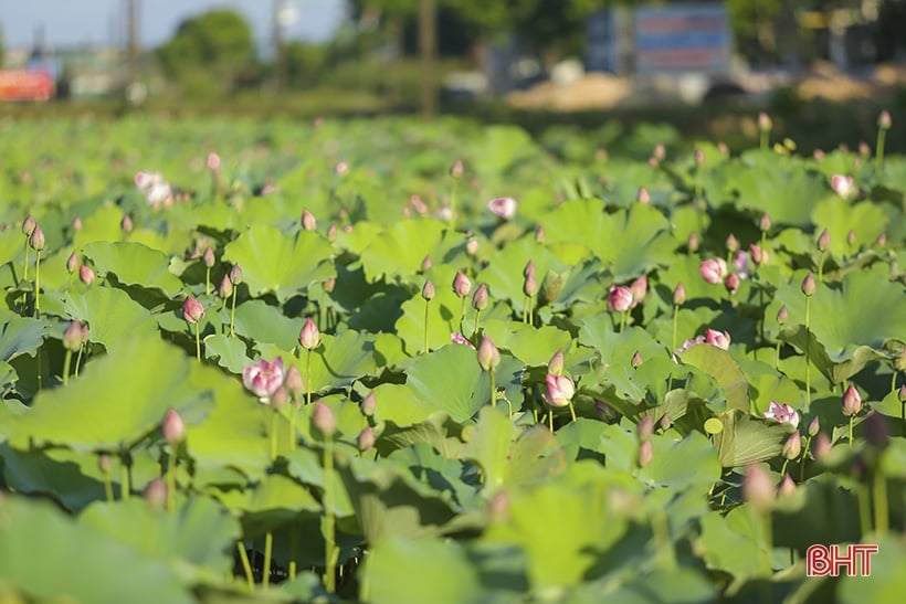 Admire the medicinal lotus pond of Ha Tinh Oriental Medicine Factory