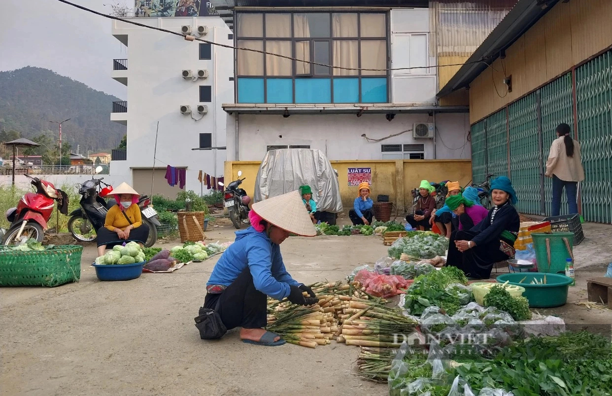 Sáng ra dân một huyện của Yên Bái lên rừng tìm cắt một loại 