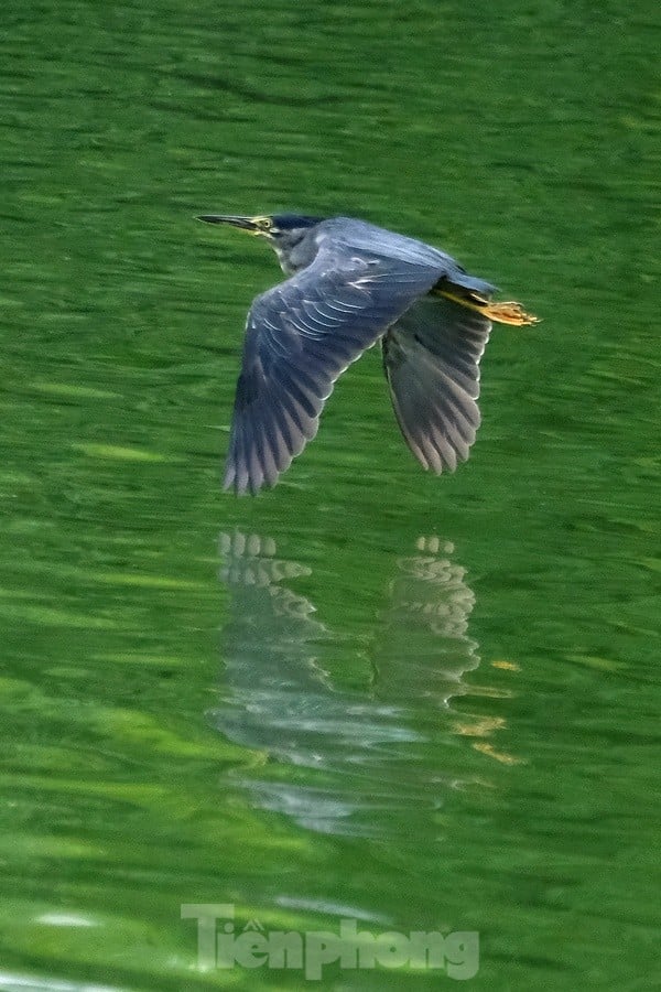 Les touristes apprécient de voir des volées d'oiseaux nicher naturellement dans le lac Hoan Kiem, photo 7