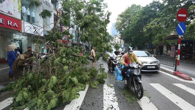 khẩn trương trồng lại cây xanh nghiêng, đổ, thu dọn vệ sinh môi trường