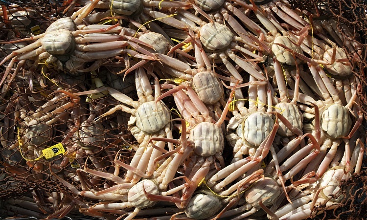 More than 10 billion snow crabs disappear from Alaskan waters