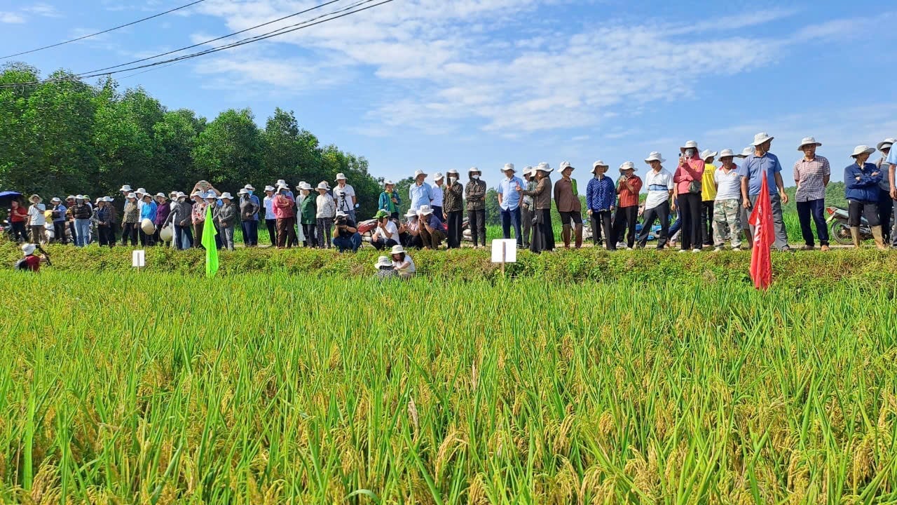 Thái Nguyên: Nông dân mong muốn được mở rộng diện tích giống lúa Thụy Hương 308- Ảnh 4.