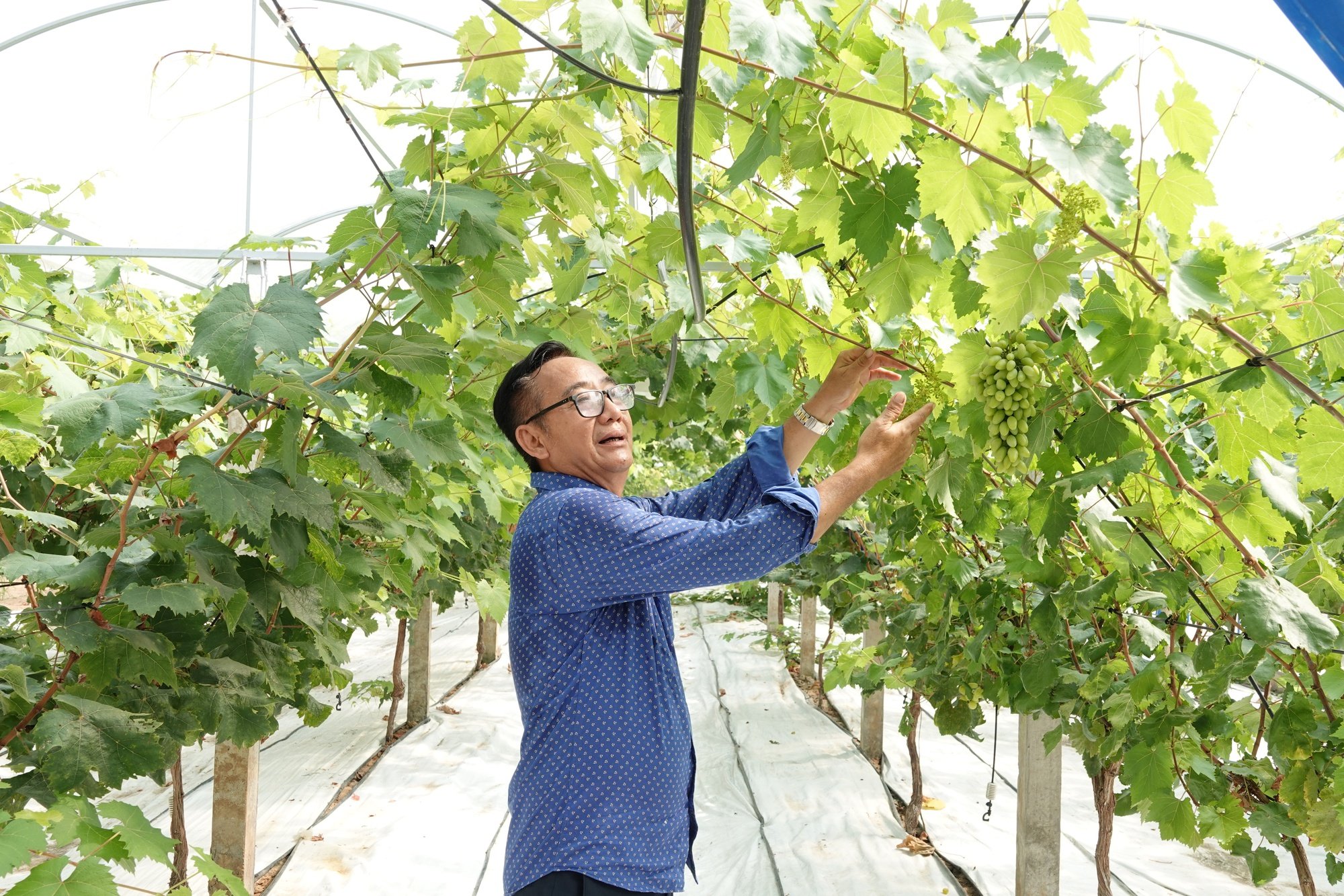 El pionero que trajo la uva peonía desde Corea para cultivarla en la región suroeste - Foto 1.